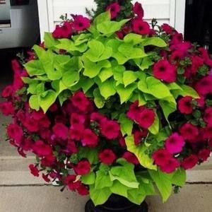 Meet your Posher, Jo ellen